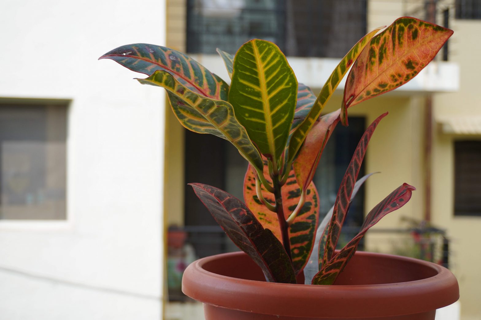 croton plant in pot