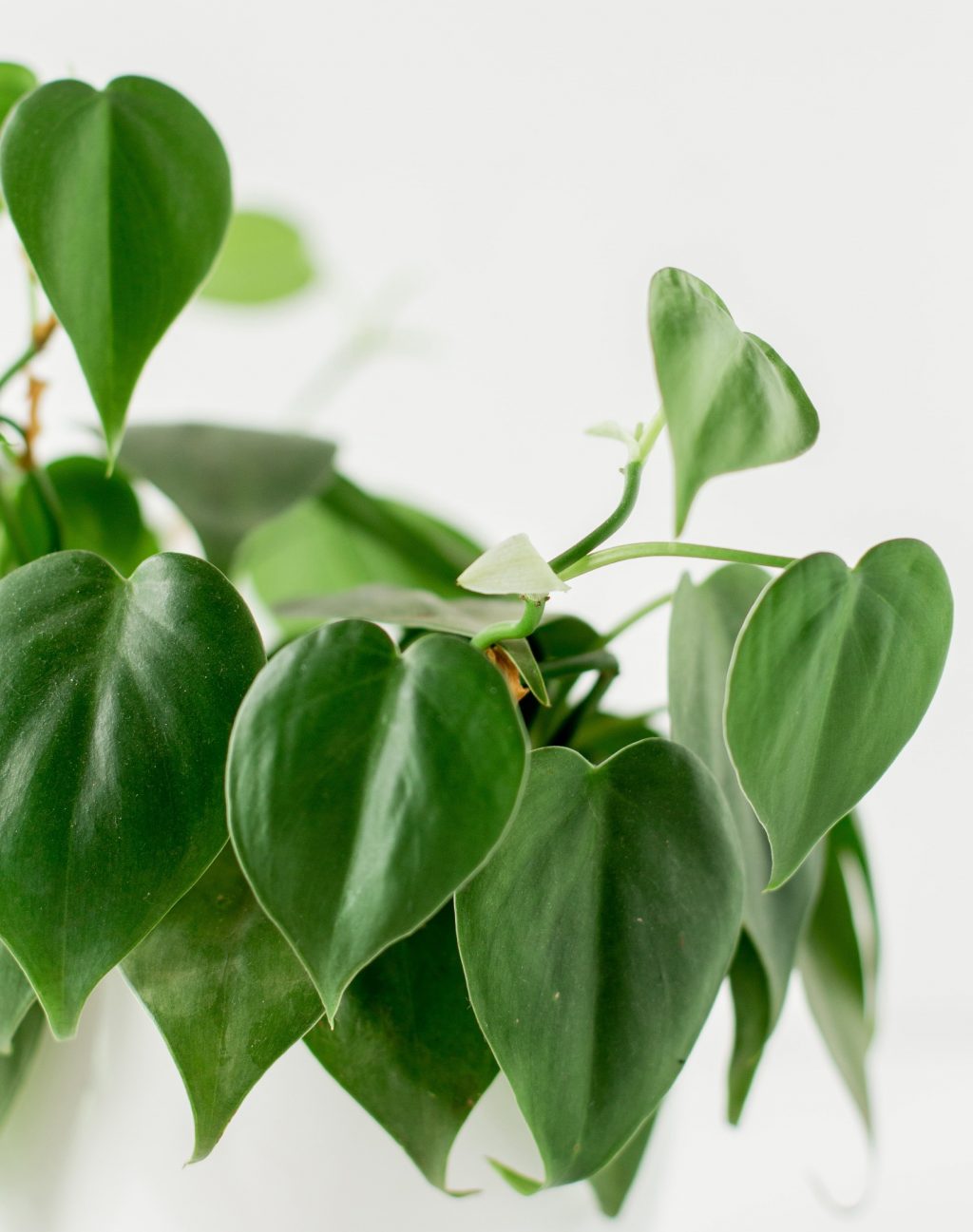 Photo of a heartleaf philodendron.