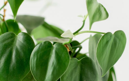 Photo of a heartleaf philodendron.