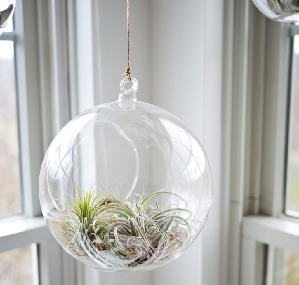 Photo of air plants in a hanging glass terrarium.