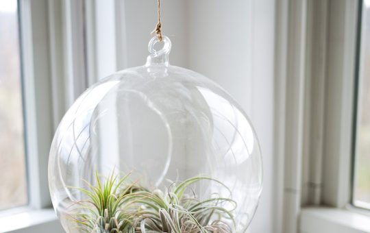 Photo of air plants in a hanging glass terrarium.