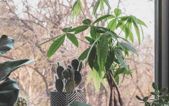 Photo of a Money Tree