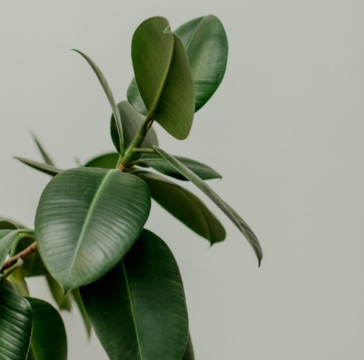 Houseplant Hobby — The Rubber Plant: How To Care For Ficus Elastica And 