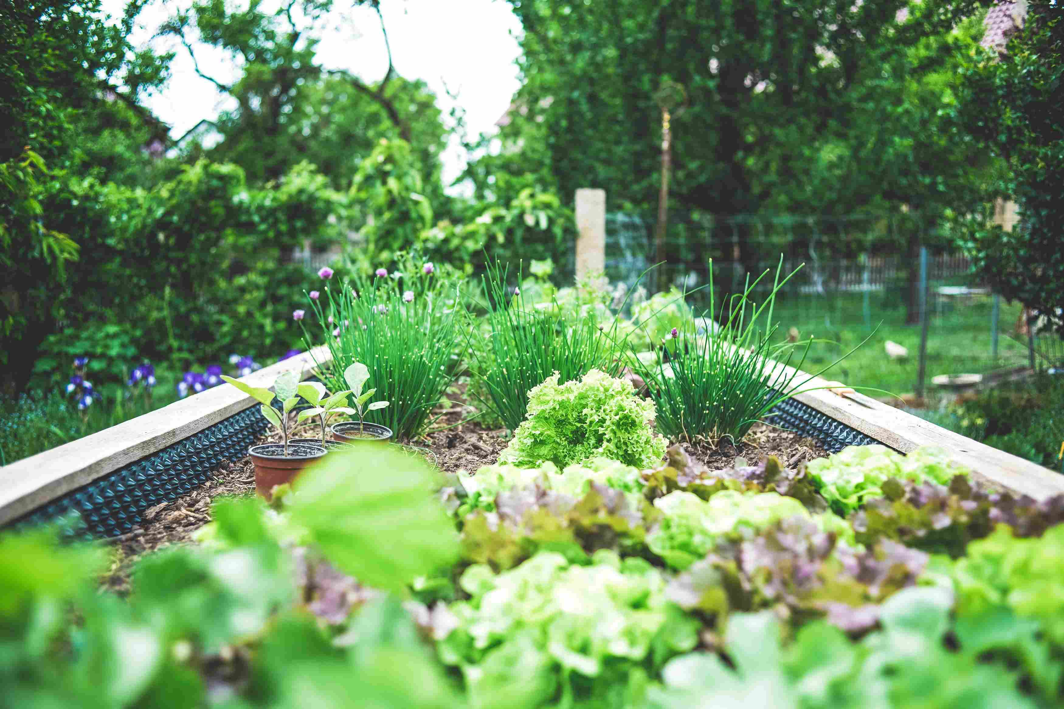 Backyard Garden Image