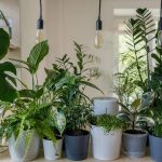 Houseplant Haven: Cultivating a Healthy Indoor Garden for Beginners and Beyond